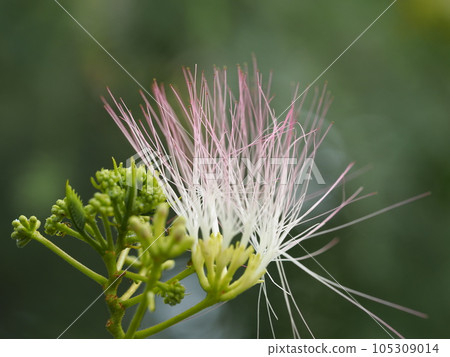 合歡樹粉色花② 105309014