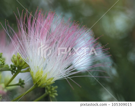 合歡樹粉色花③ 105309015