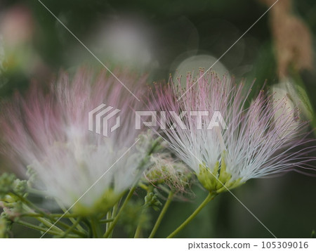 silk tree pink flower ④ 105309016