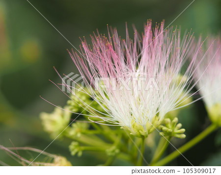 合歡樹粉色花⑤ 105309017