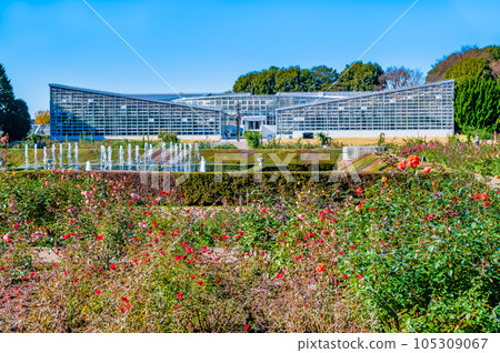 Tokyo Autumn Jindai Botanical Garden ~Autumn Leaves Rose Garden~ Tokyo Autumn Jindai Botanical Garden ~Autumn Leaves Rose Garden~ 105309067