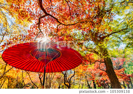 染紅紅葉的東京神代植物園 105309138