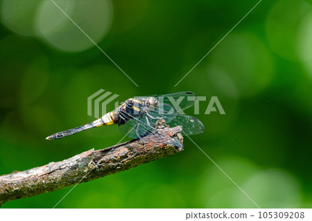 不成熟♂ 105309208