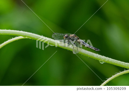 原邊蜻蜓在雨中一動不動♀ 105309209
