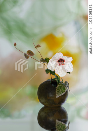 Takasago Fuyo in a vase 105309381