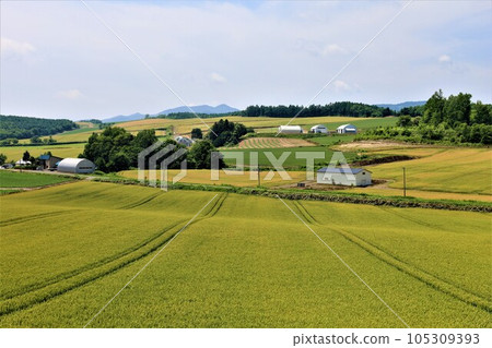 In Hokkaido in July, the scent of early summer felt in the hills of Biei, the mellow earth, and the town of the hills reminiscent of European country towns. 105309393