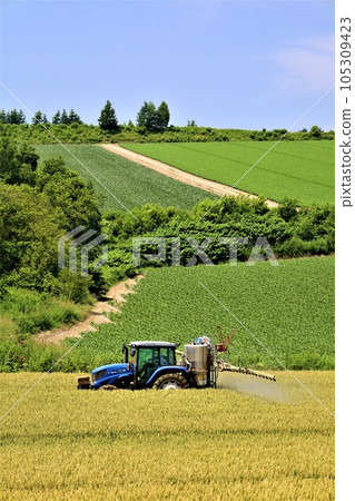 In Hokkaido in July, the scent of early summer felt in the hills of Biei, the mellow earth, and the town of the hills reminiscent of European country towns. In Hokkaido in July, the scent of early summer felt in the hills of Biei, the mellow earth, and the town of the hills reminiscent of European country towns. 105309423