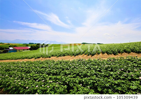 In Hokkaido in July, the scent of early summer felt in the hills of Biei, the mellow earth, and the town of the hills reminiscent of European country towns. 105309439