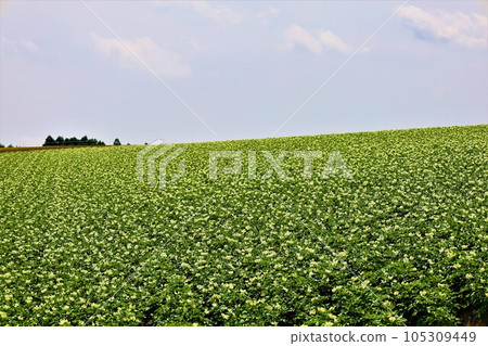 七月的北海道，美瑛的山丘上瀰漫著初夏的氣息，鬆軟的大地，以及讓人想起歐洲鄉村小鎮的山丘小鎮。 105309449