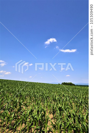 In Hokkaido in July, the scent of early summer felt in the hills of Biei, the mellow earth, and the town of the hills reminiscent of European country towns. In Hokkaido in July, the scent of early summer felt in the hills of Biei, the mellow earth, and the town of the hills reminiscent of European country towns. 105309490