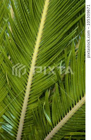 Botanical fern leaf foliage natural plant tree organic background. 105309671