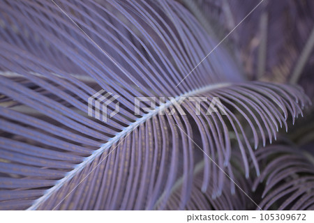Fern leaf foliage botany natural plant tree colorful purple background. 105309672