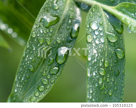 竹葉與水滴 竹葉與水滴 105310123