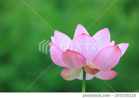 A lotus that blooms a large pink flower in the early morning of summer 105310228