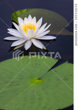 White water lilies and large green leaves floating in the pond White water lilies and large green leaves floating in the pond 105310233