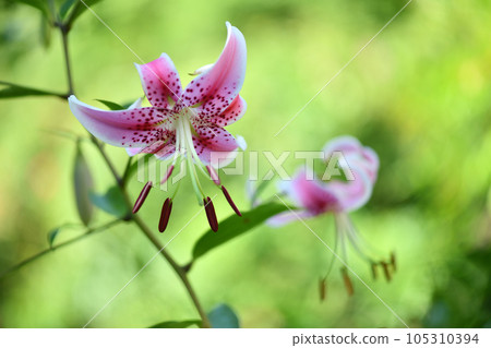 洋子洋子(Yuri Kanoko) 洋子洋子(Yuri Kanoko) 105310394