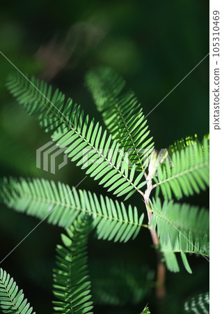 Pinnate compound leaves of Kawaraketsumei and summer sunlight Pinnate compound leaves of Kawaraketsumei and summer sunlight 105310469