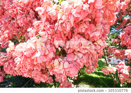 Mussaenda · Filipika 105310776