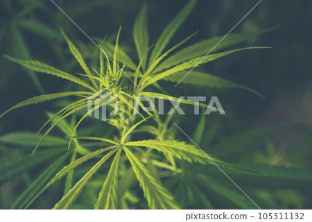 Green Marijuana tree cannabis plant narcotic herbal in greenhouse. Hemp leaf made cannabis crude oil at medicine farm. CBC, THC herb agriculture by Weed leaf Drug and medicine healthcare concept Green Marijuana tree cannabis plant narcotic herbal in greenhouse. Hemp leaf made cannabis crude oil at medicine farm. CBC, THC herb agriculture by Weed leaf Drug and medicine healthcare concept 105311132