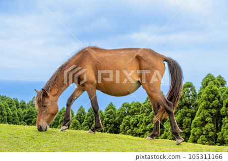 居住在土肥岬的天然紀念物三崎馬在牧場上吃草 | 馬圖片 | 宮崎縣串島市 105311166