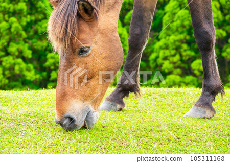 Misaki horses, a natural monument that inhabits Cape Toi, eat grass on pasture | Horse image | Kushima City, Miyazaki Prefecture Misaki horses, a natural monument that inhabits Cape Toi, eat grass on pasture | Horse image | Kushima City, Miyazaki Prefecture 105311168