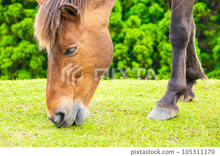 Misaki horses, a natural monument that inhabits Cape Toi, eat grass on pasture | Horse image | Kushima City, Miyazaki Prefecture Misaki horses, a natural monument that inhabits Cape Toi, eat grass on pasture | Horse image | Kushima City, Miyazaki Prefecture 105311170
