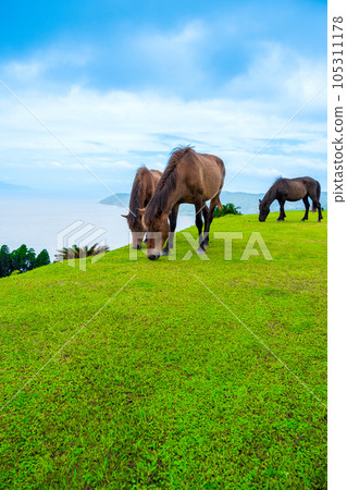 Misaki horses, a natural monument that inhabits Cape Toi, eat grass on pasture | Horse image | Kushima City, Miyazaki Prefecture Misaki horses, a natural monument that inhabits Cape Toi, eat grass on pasture | Horse image | Kushima City, Miyazaki Prefecture 105311178