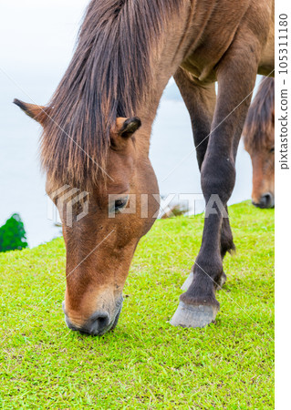 Misaki horses, a natural monument that inhabits Cape Toi, eat grass on pasture | Horse image | Kushima City, Miyazaki Prefecture Misaki horses, a natural monument that inhabits Cape Toi, eat grass on pasture | Horse image | Kushima City, Miyazaki Prefecture 105311180