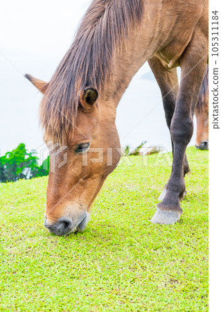 居住在土肥岬的天然紀念物三崎馬在牧場上吃草 | 馬圖片 | 宮崎縣串島市 105311184