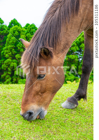 Misaki horses, a natural monument that inhabits Cape Toi, eat grass on pasture | Horse image | Kushima City, Miyazaki Prefecture Misaki horses, a natural monument that inhabits Cape Toi, eat grass on pasture | Horse image | Kushima City, Miyazaki Prefecture 105311186