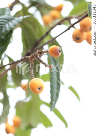 枇杷樹 枇杷樹 105311340