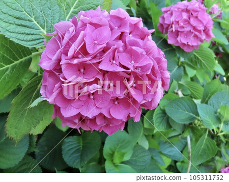 Flowers that color Evian-les-Bains in early summer Hydrangea Flowers that color Evian-les-Bains in early summer Hydrangea 105311752