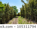 Climbing on a sunny day and tall bamboo grass 105311794