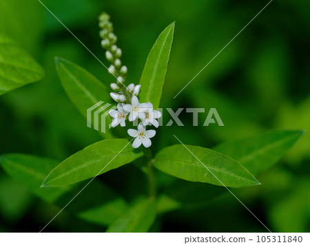 報春花科珍珠菜的開花 報春花科珍珠菜的開花 105311840