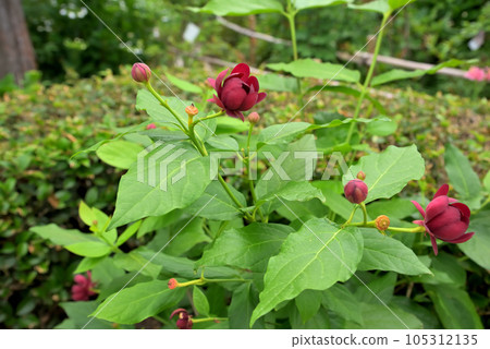 Kurobana Loubai Flower Kurobana Loubai Flower 105312135