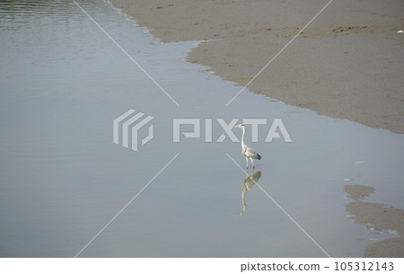 佐賀縣鹿島市浜川口有明海灘塗上休息的鳥兒 佐賀縣鹿島市浜川口有明海灘塗上休息的鳥兒 105312143