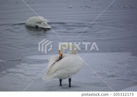 Swan of Swan Diary 105312173