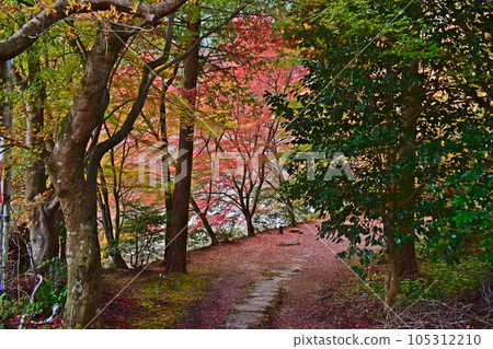 Autumn Leaves Okutsu Valley Okayama Okayama Prefecture Autumn Maple 105312210