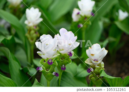 White Curcuma alismatifolia flower or Siam tulip blooming in rainy season, Thailand 105312261