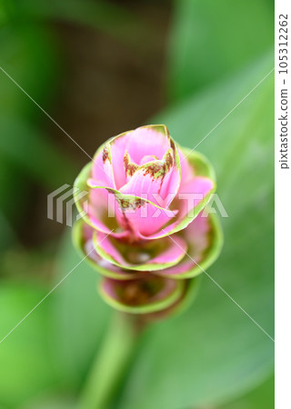 Pink Curcuma alismatifolia flower or Siam tulip blooming in rainy season, Thailand 105312262