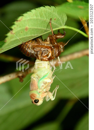 蟬的出現 105312307