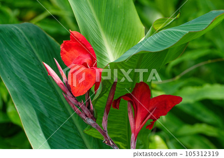 夏花紅美人蕉花 夏花紅美人蕉花 105312319