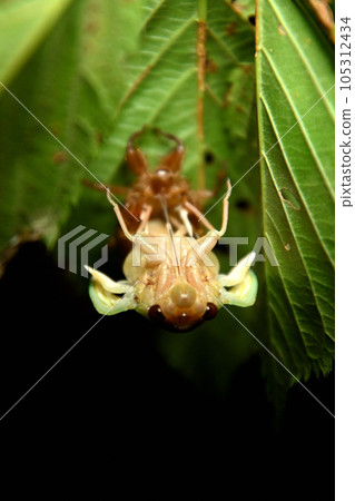 蟬的出現 蟬的出現 105312434