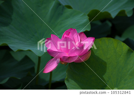 蓮花特寫鏡頭 105312841