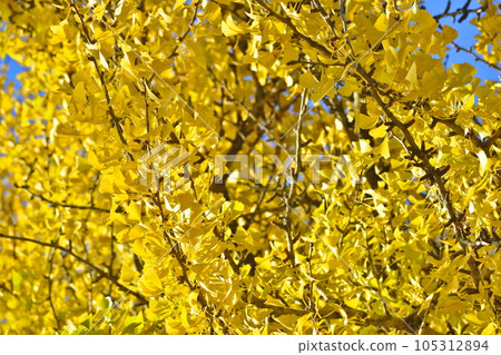 Tsutsuga ginkgo ginkgo ginkgo ginkgo Hiroshima 105312894