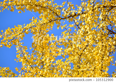 Tsutsuga ginkgo ginkgo ginkgo ginkgo Hiroshima 105312900
