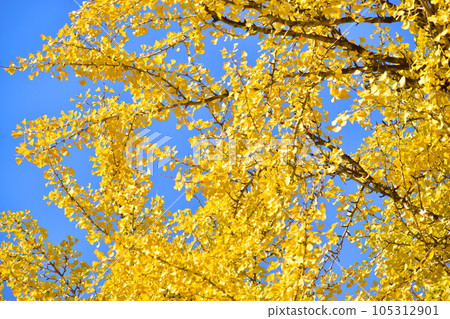 Tsutsuga ginkgo ginkgo ginkgo ginkgo Hiroshima 105312901