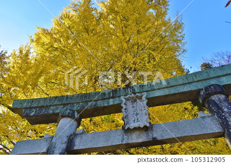 Tsutsuga's large ginkgo tree, ginkgo tree, torii, Hiroshima 105312905