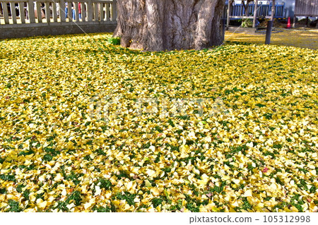 Tsutsuga's large gingko tree, ginkgo biloba, fallen leaves, Hiroshima 105312998