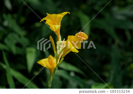 夏天花黃色美人蕉花 夏天花黃色美人蕉花 105313234